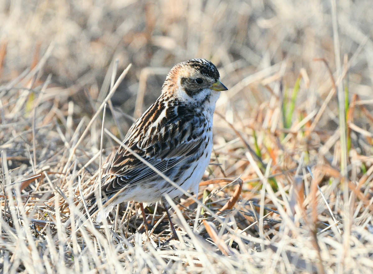 Lapland Longspur - ML620368012