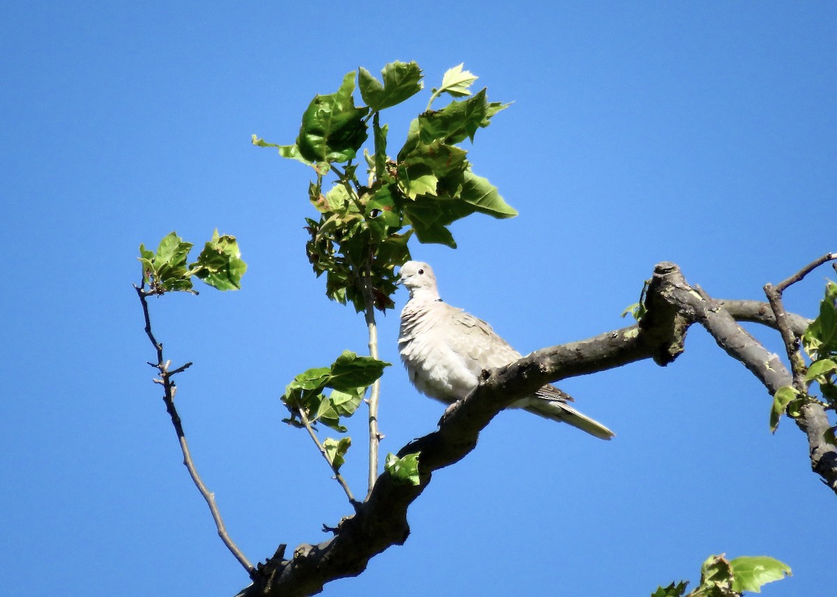Eurasian Collared-Dove - ML620368037
