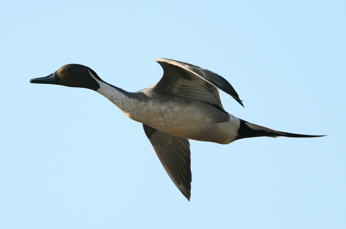 Northern Pintail - ML620368043