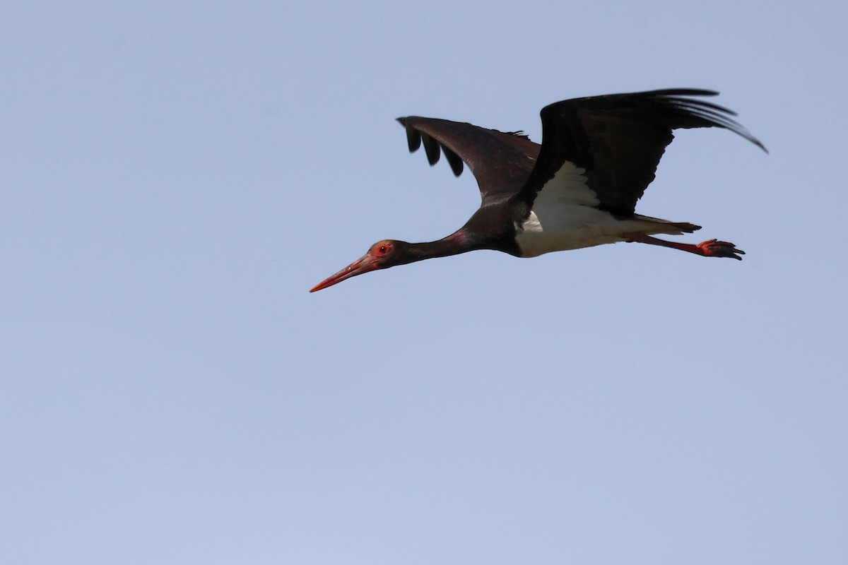 Black Stork - ML620368046