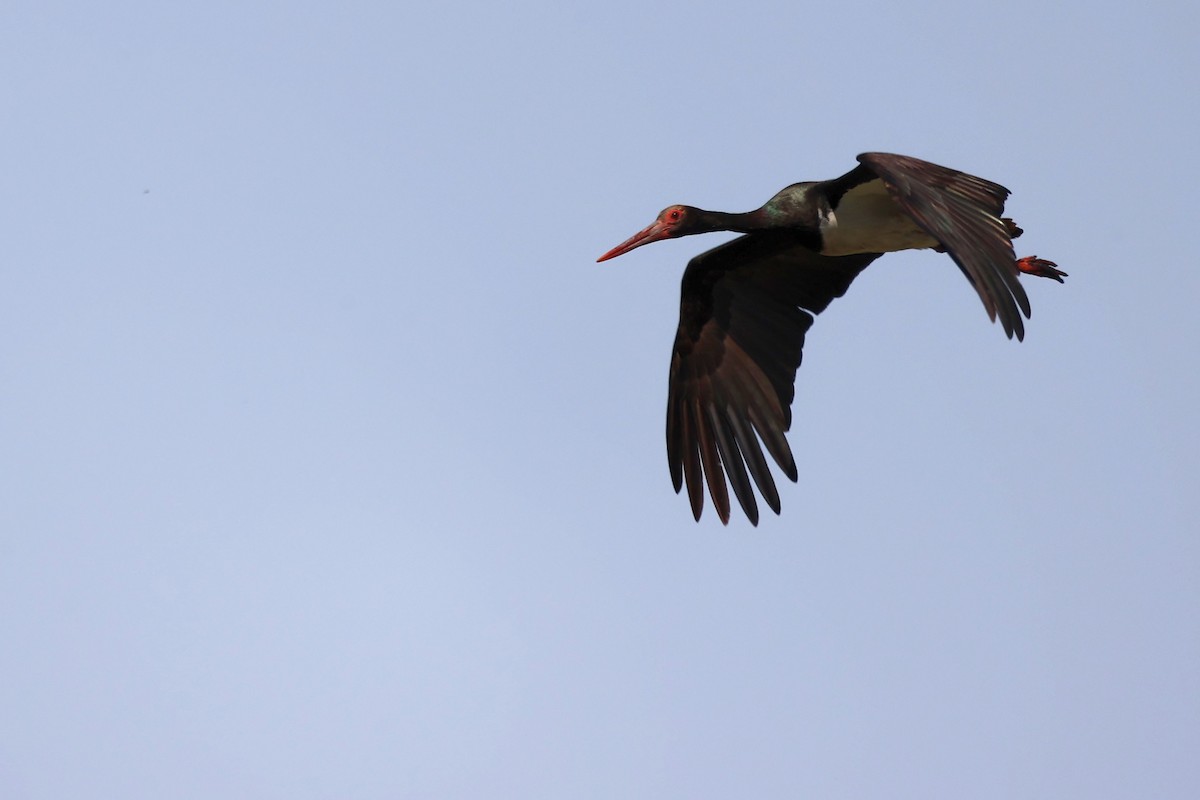 Black Stork - ML620368050