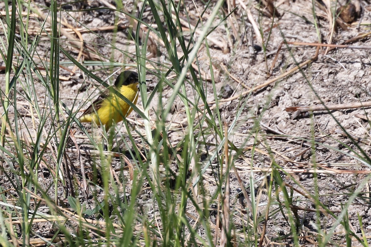 Western Yellow Wagtail (feldegg) - ML620368072