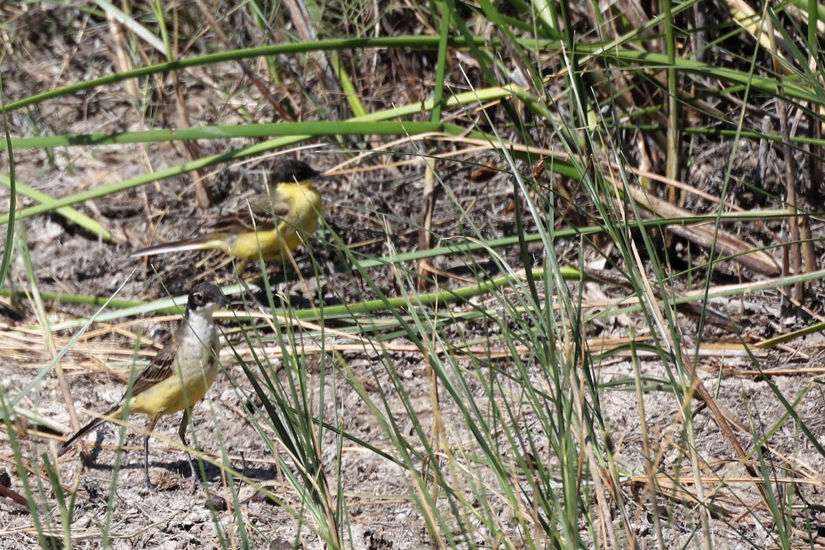 Western Yellow Wagtail (feldegg) - ML620368073