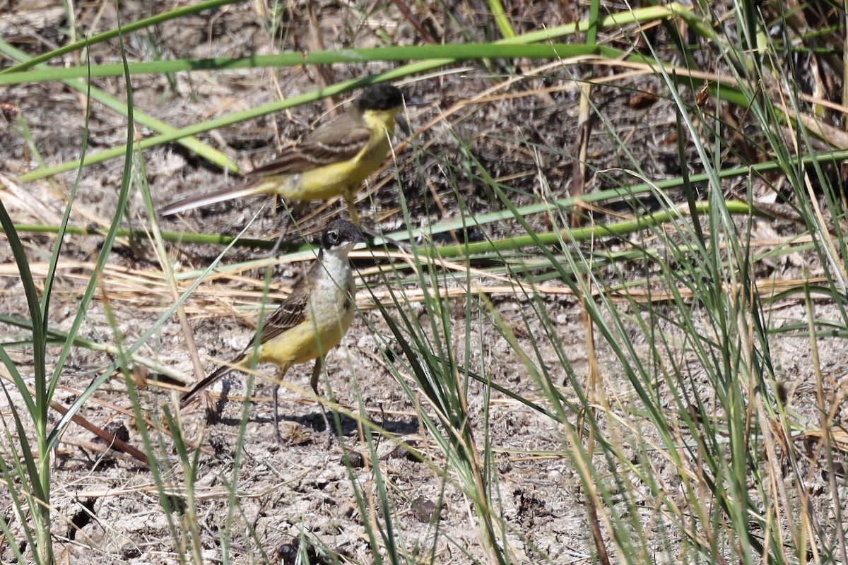 Western Yellow Wagtail (feldegg) - ML620368074