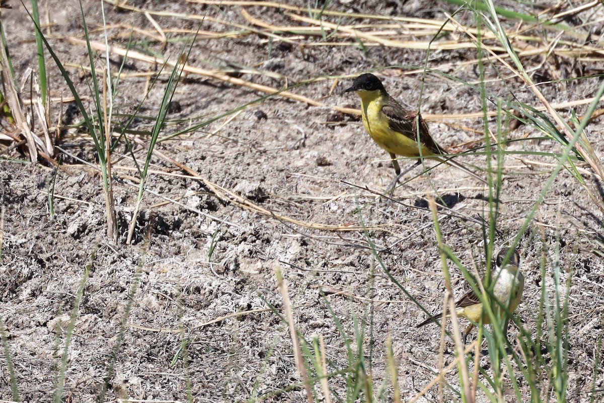 Western Yellow Wagtail (feldegg) - ML620368077