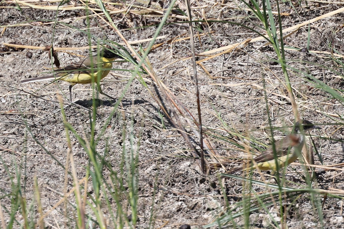 Western Yellow Wagtail (feldegg) - ML620368078