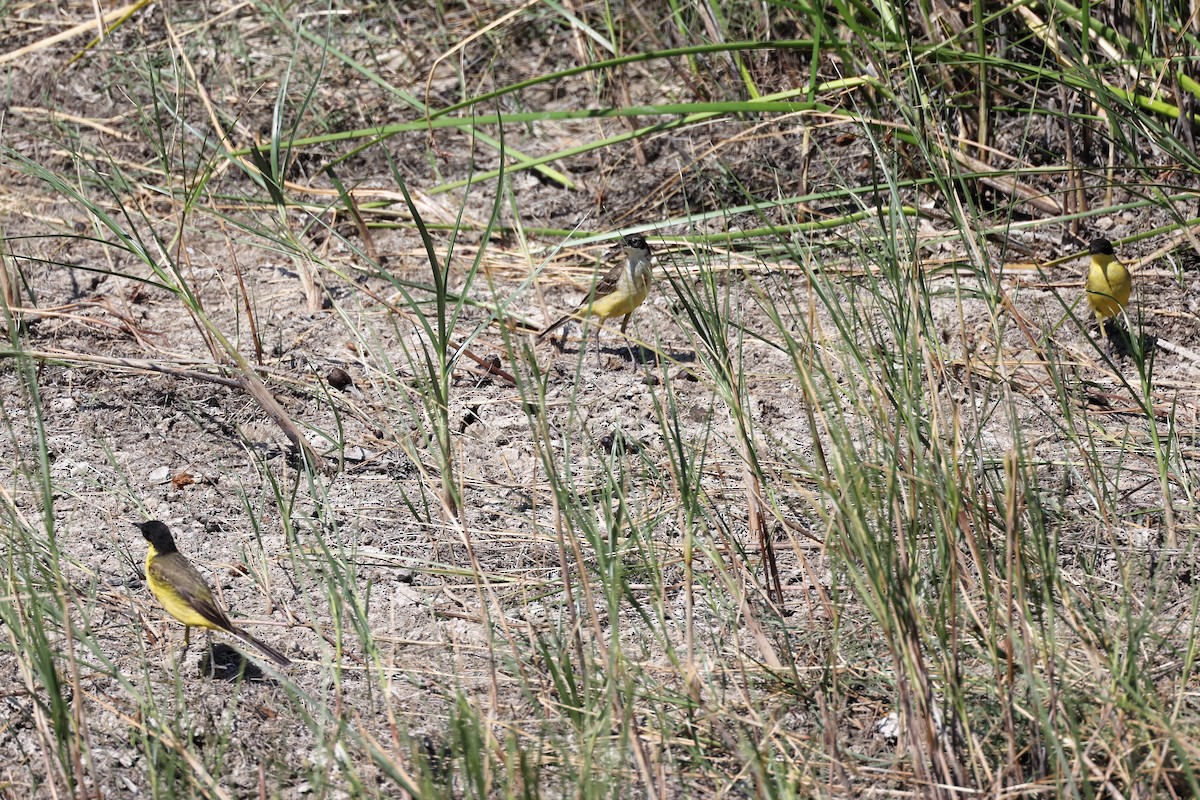 Western Yellow Wagtail (feldegg) - ML620368080