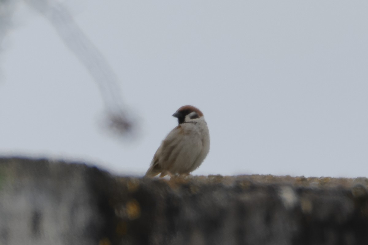 Eurasian Tree Sparrow - ML620368098