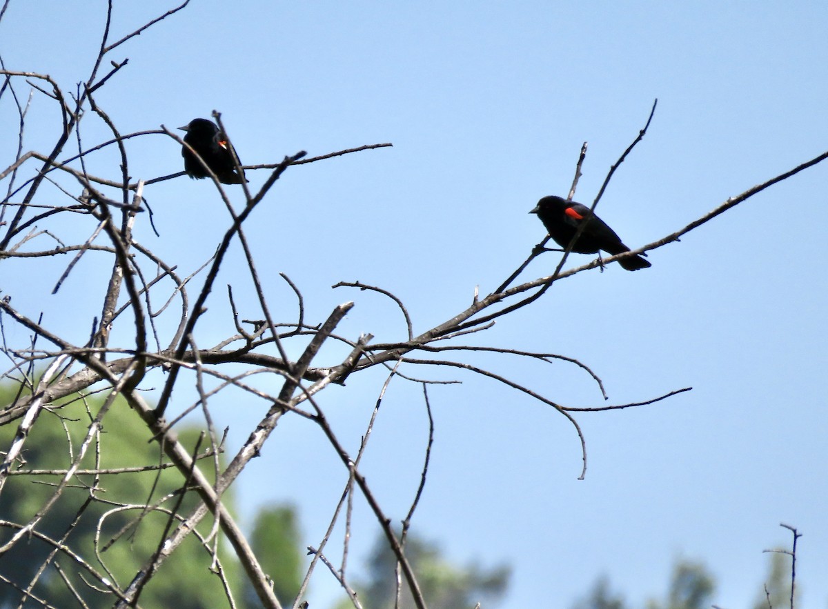 Red-winged Blackbird - ML620368101
