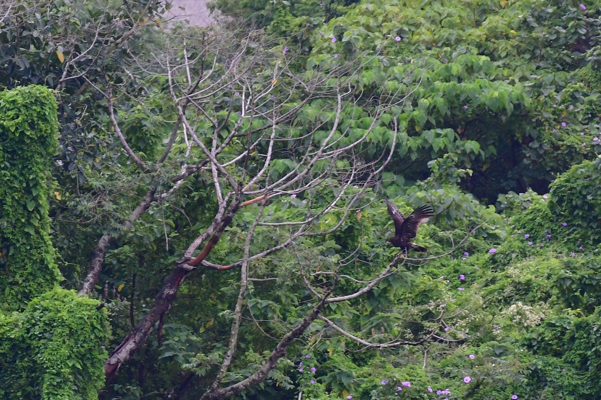 Greater Spotted Eagle - ML620368106