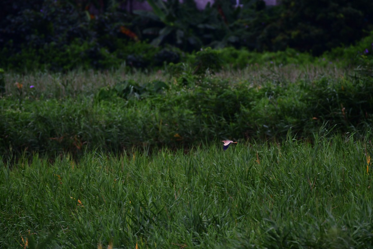 Yellow Bittern - ML620368110