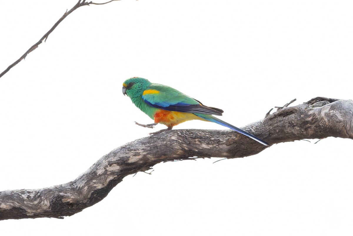 Разноцветный попугайчик - ML620368125