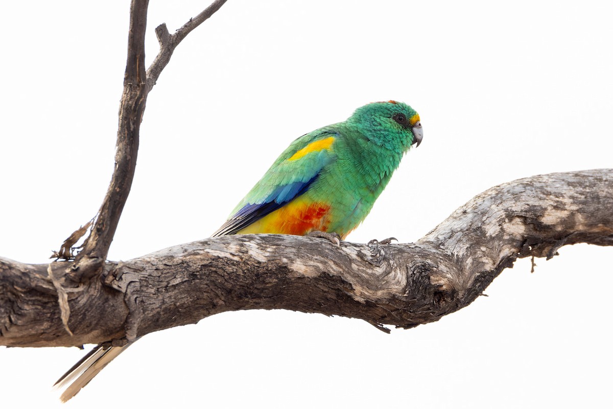 Разноцветный попугайчик - ML620368126
