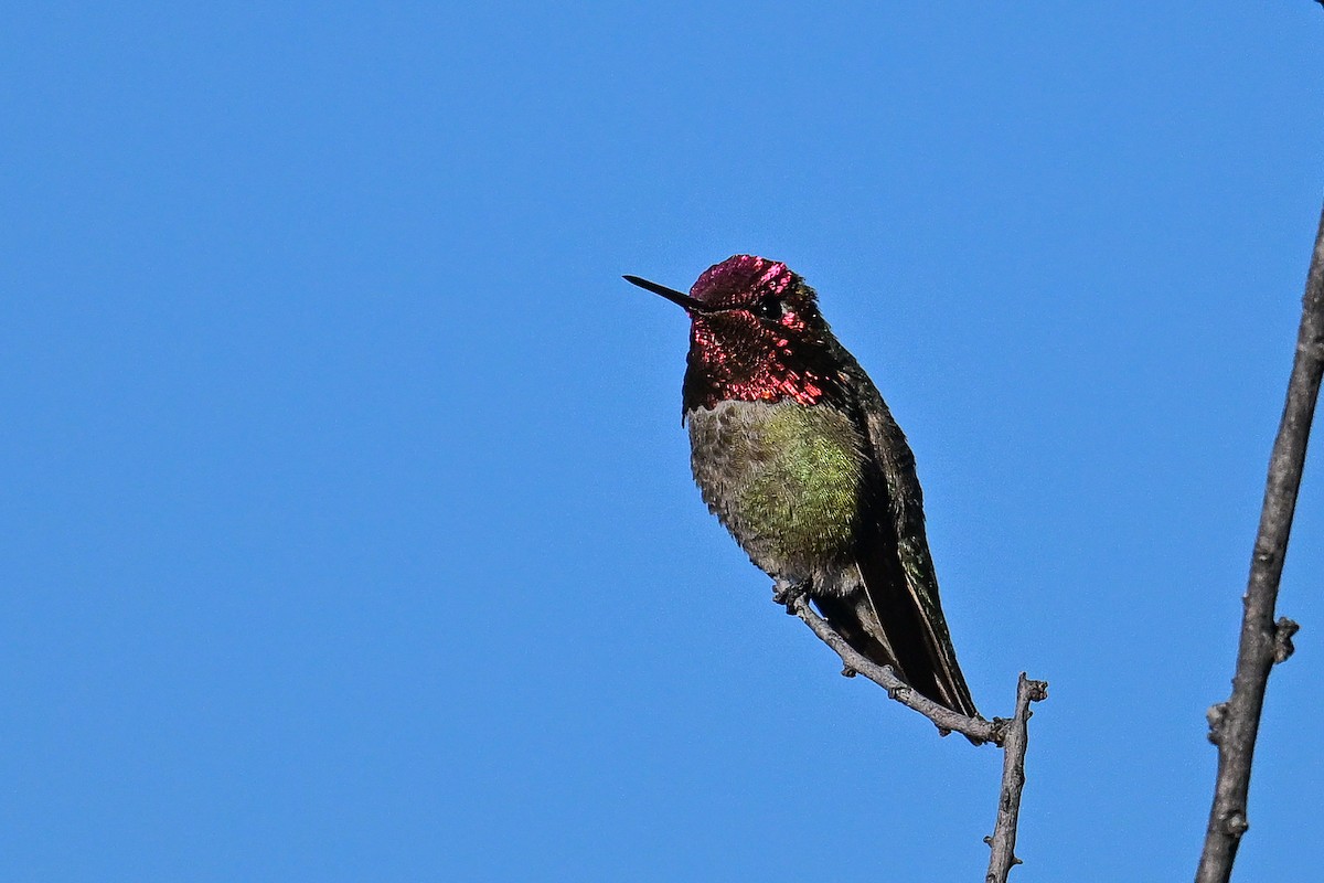 Anna's Hummingbird - ML620368138
