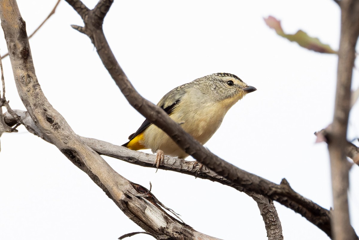 Spotted Pardalote (Yellow-rumped) - ML620368141