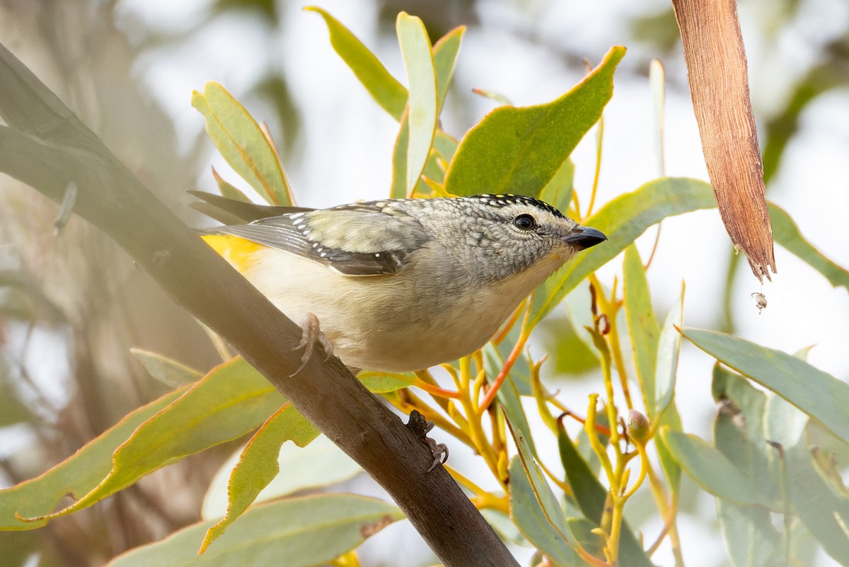 Spotted Pardalote (Yellow-rumped) - ML620368142