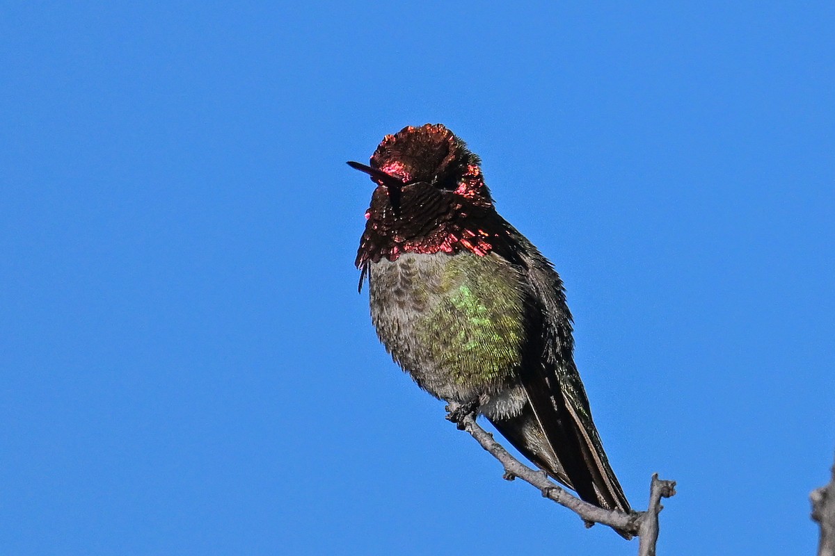 Anna's Hummingbird - ML620368143