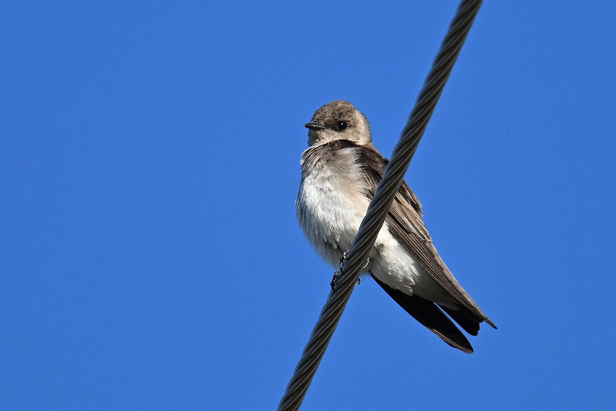 Northern Rough-winged Swallow - ML620368150