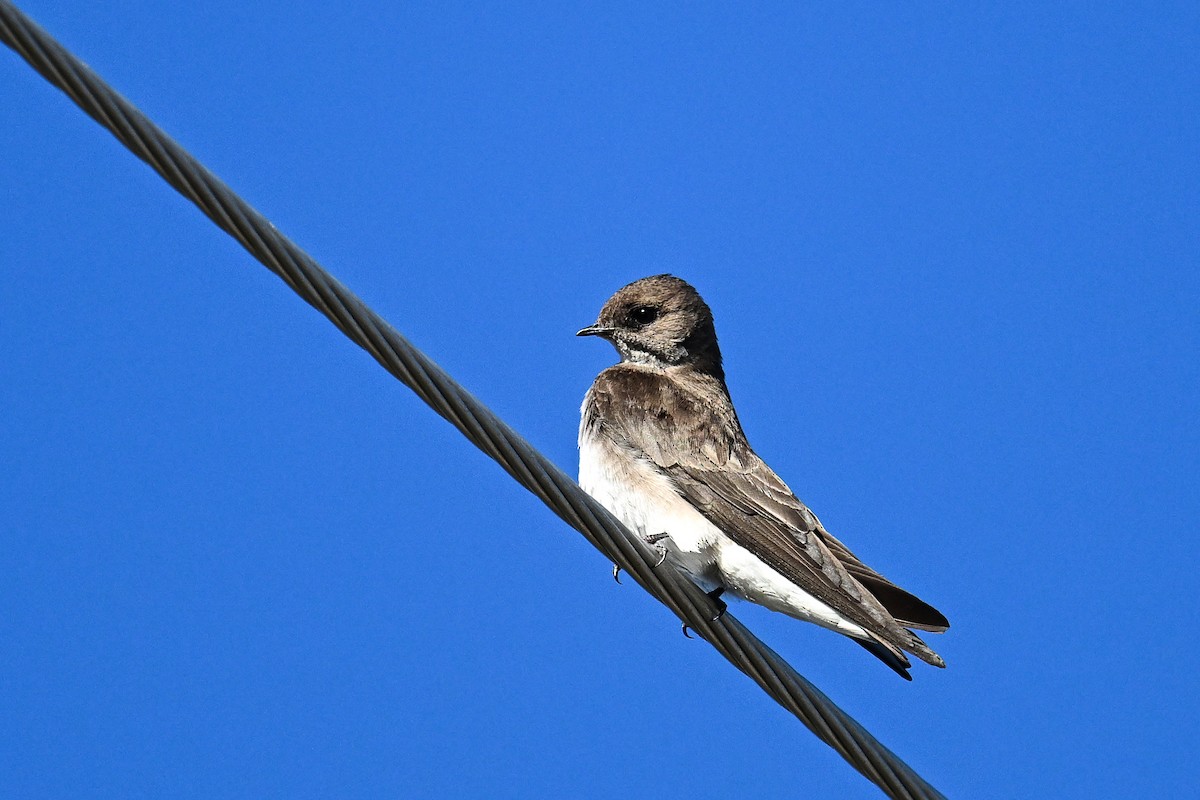 Northern Rough-winged Swallow - ML620368151
