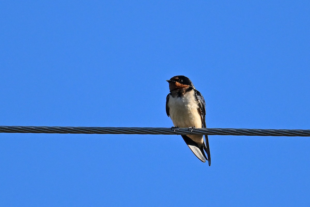 Barn Swallow - ML620368153