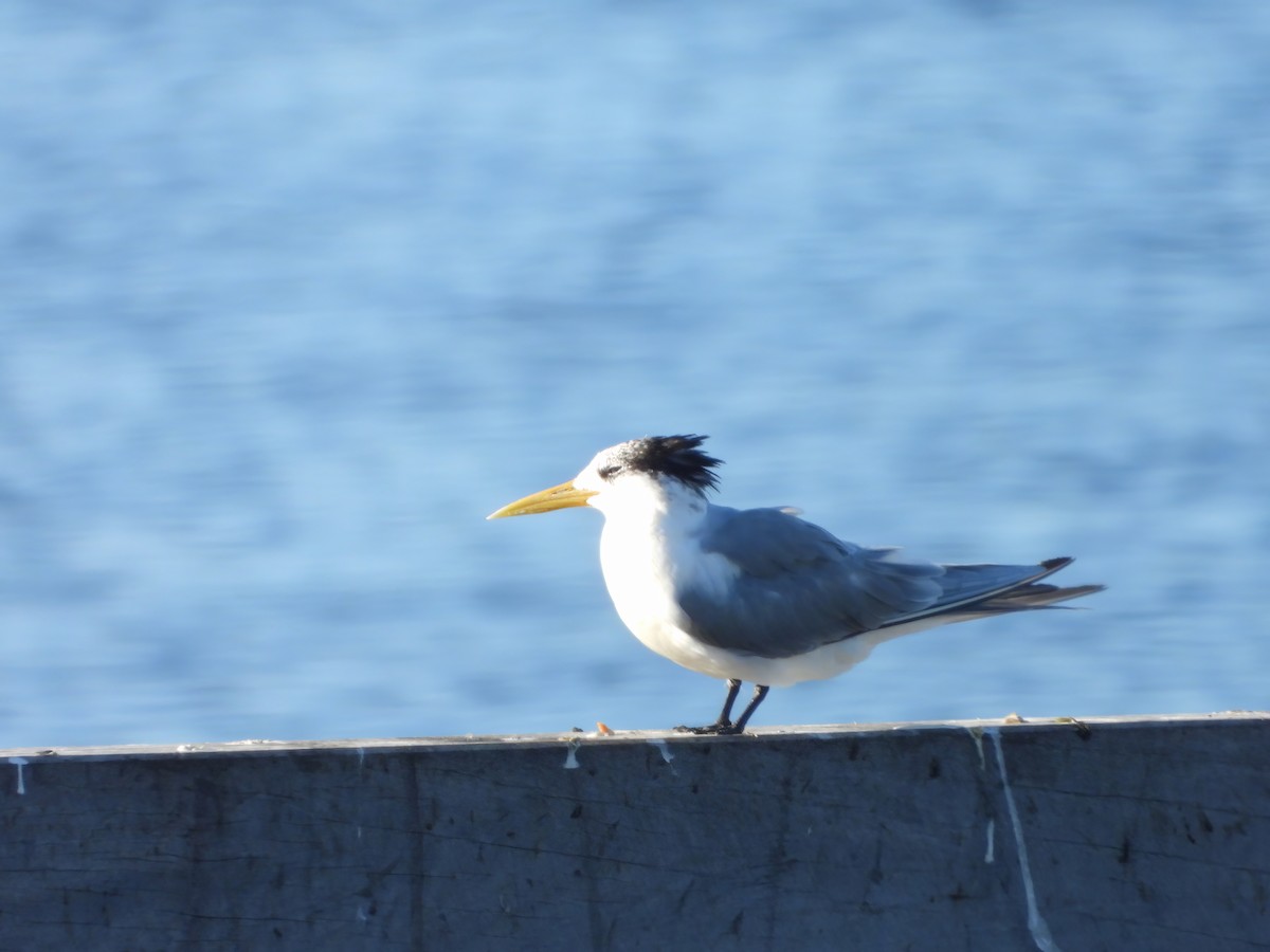 Great Crested Tern - ML620368162