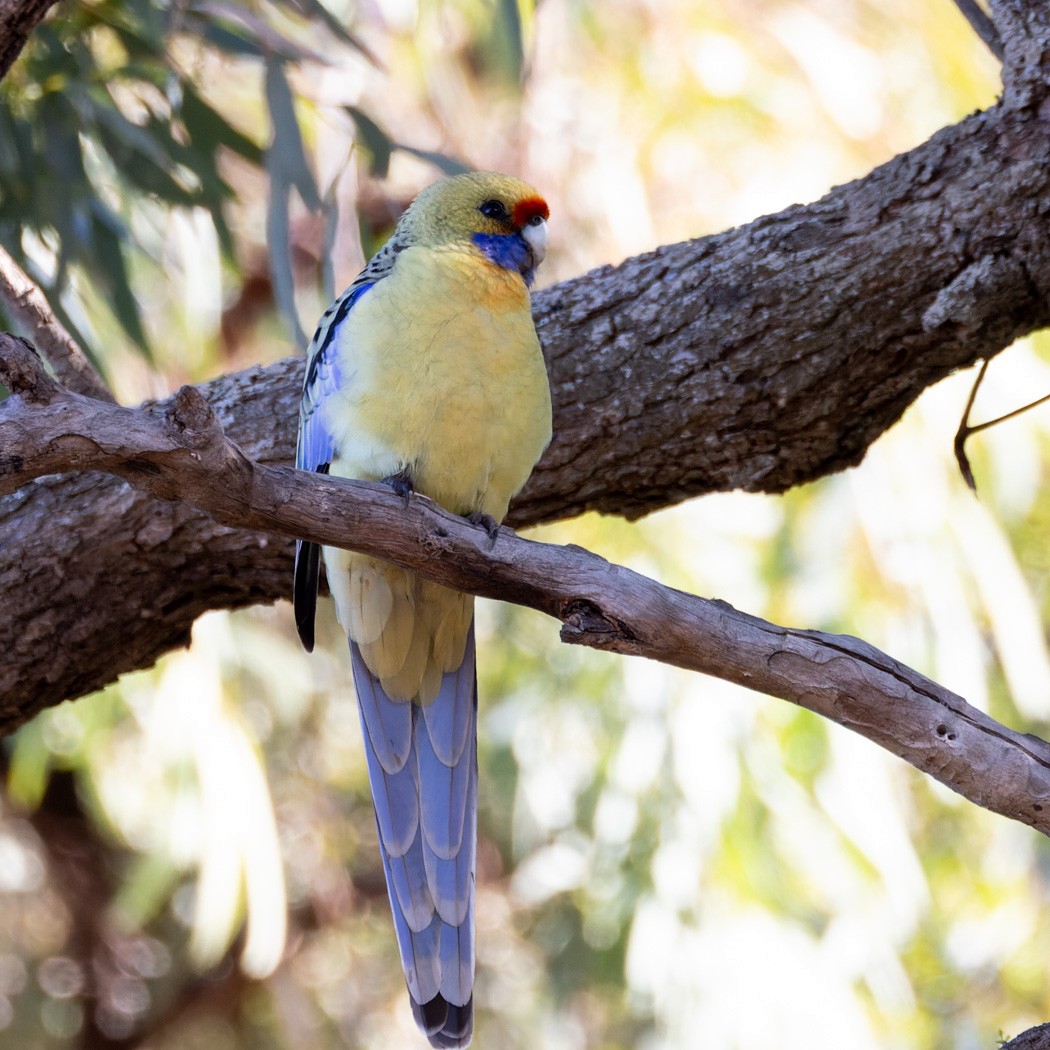 rødrosella (flaveolus) (gulrosella) - ML620368171