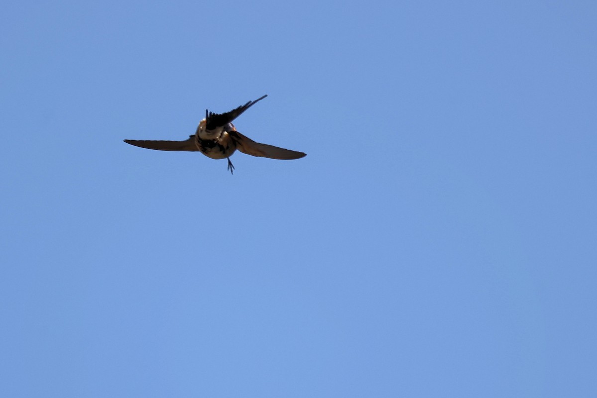 Red-rumped Swallow - ML620368192