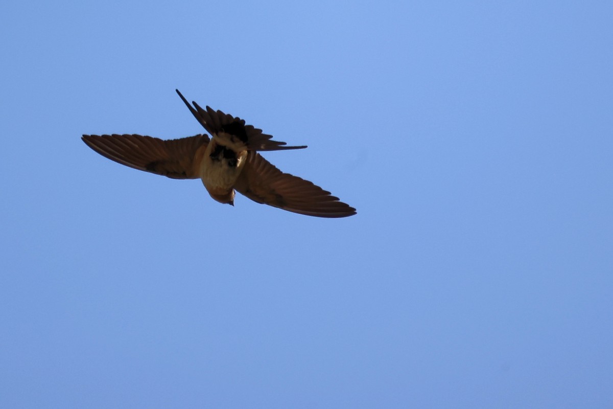 Red-rumped Swallow - ML620368193