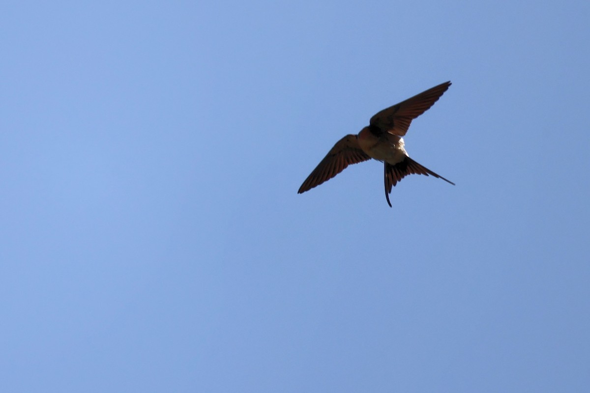 Red-rumped Swallow - ML620368194