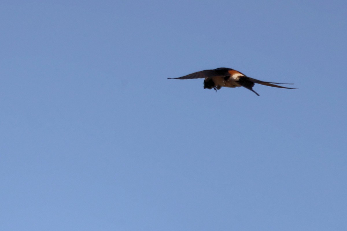 Red-rumped Swallow - ML620368195