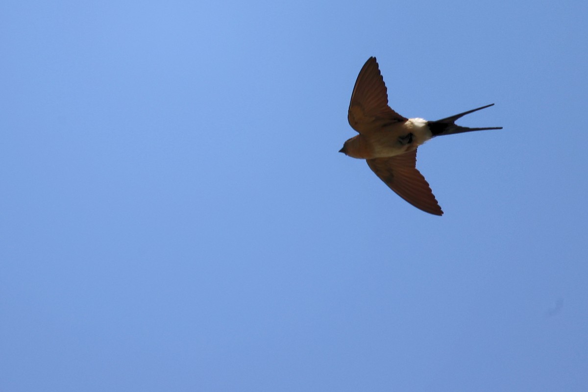 Red-rumped Swallow - ML620368196