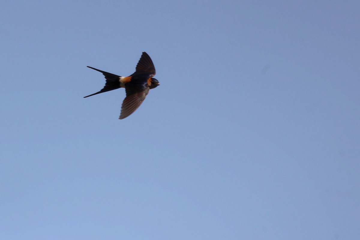 Red-rumped Swallow - ML620368197