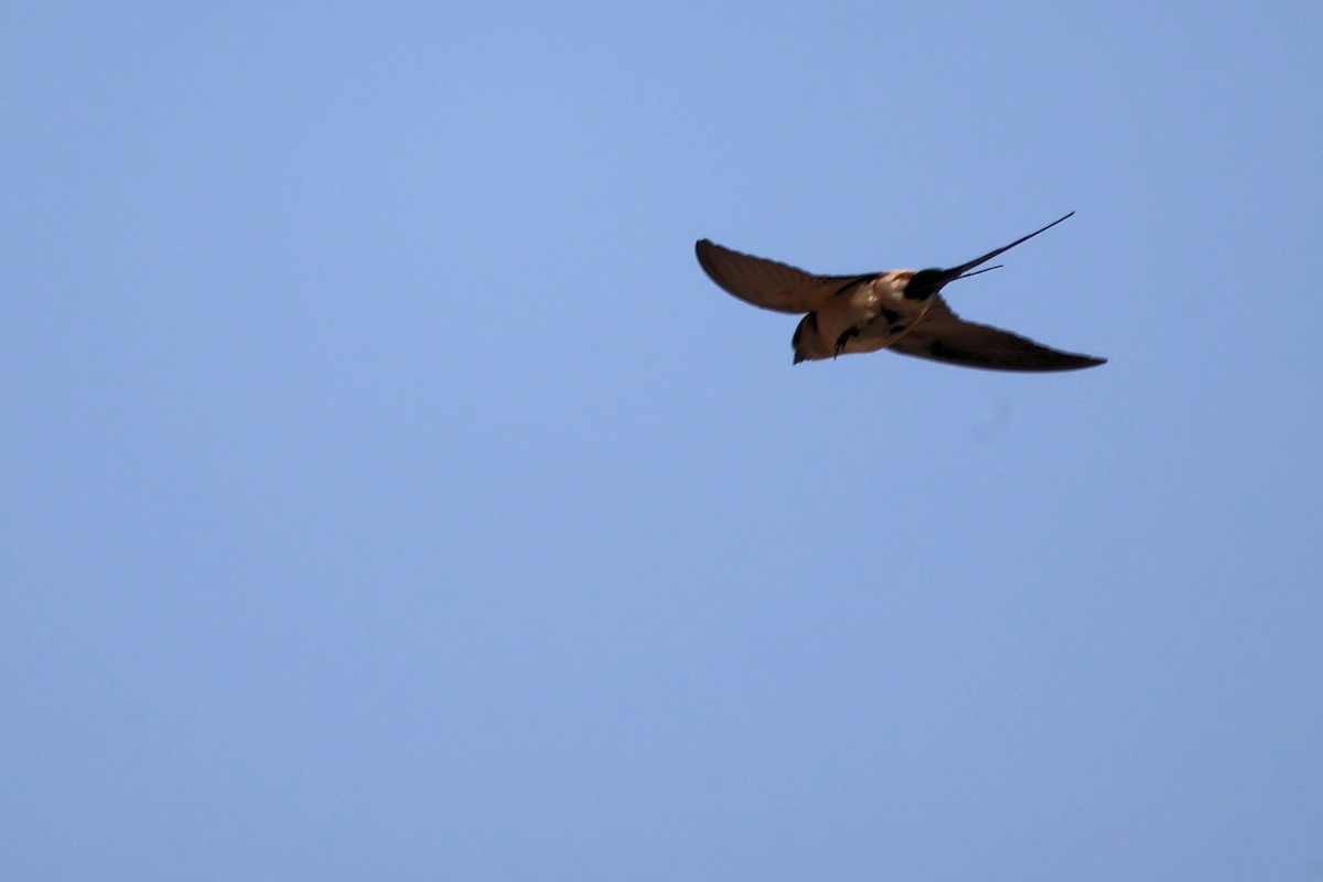 Red-rumped Swallow - ML620368198
