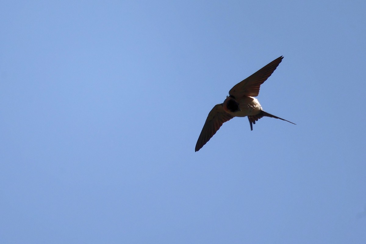 Red-rumped Swallow - ML620368199