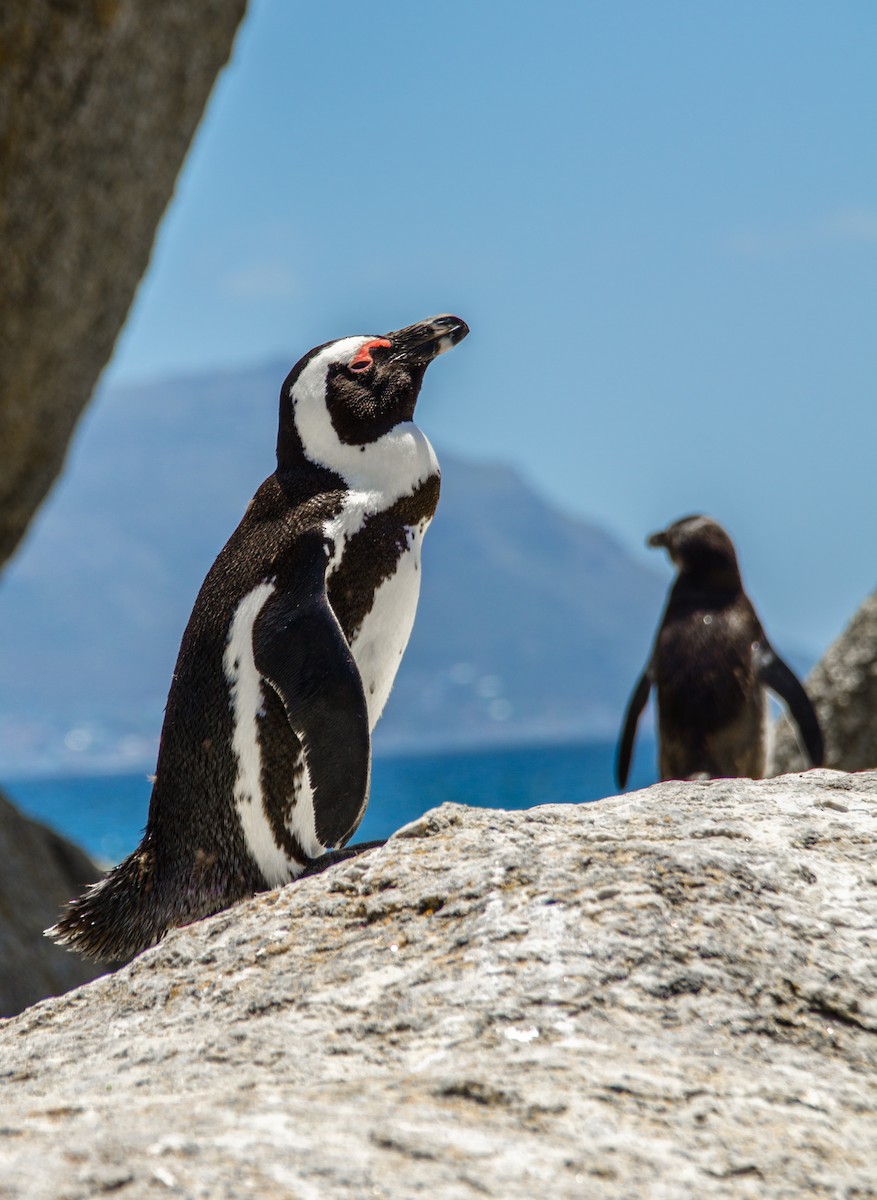 Pingüino de El Cabo - ML620368206