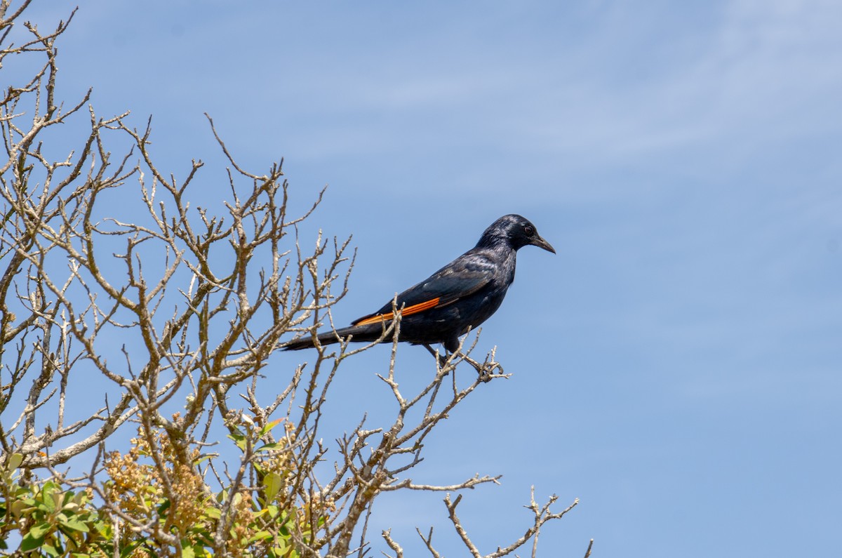 Red-winged Starling - ML620368208
