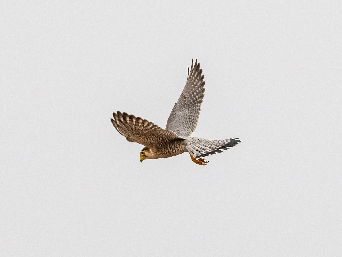 Red-necked Falcon - ML620368219