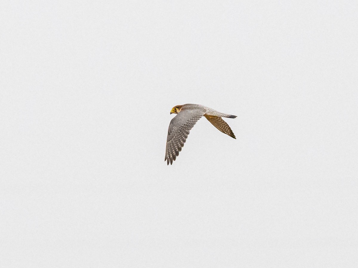 Red-necked Falcon - ML620368224