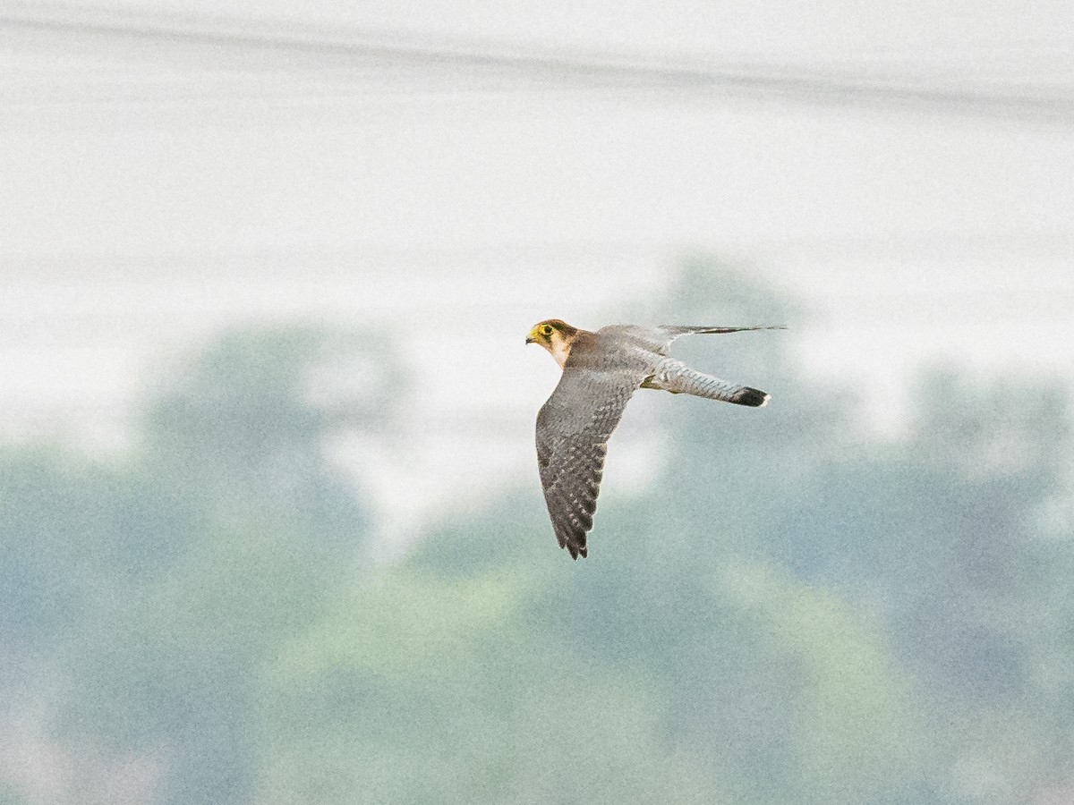 Red-necked Falcon - ML620368225