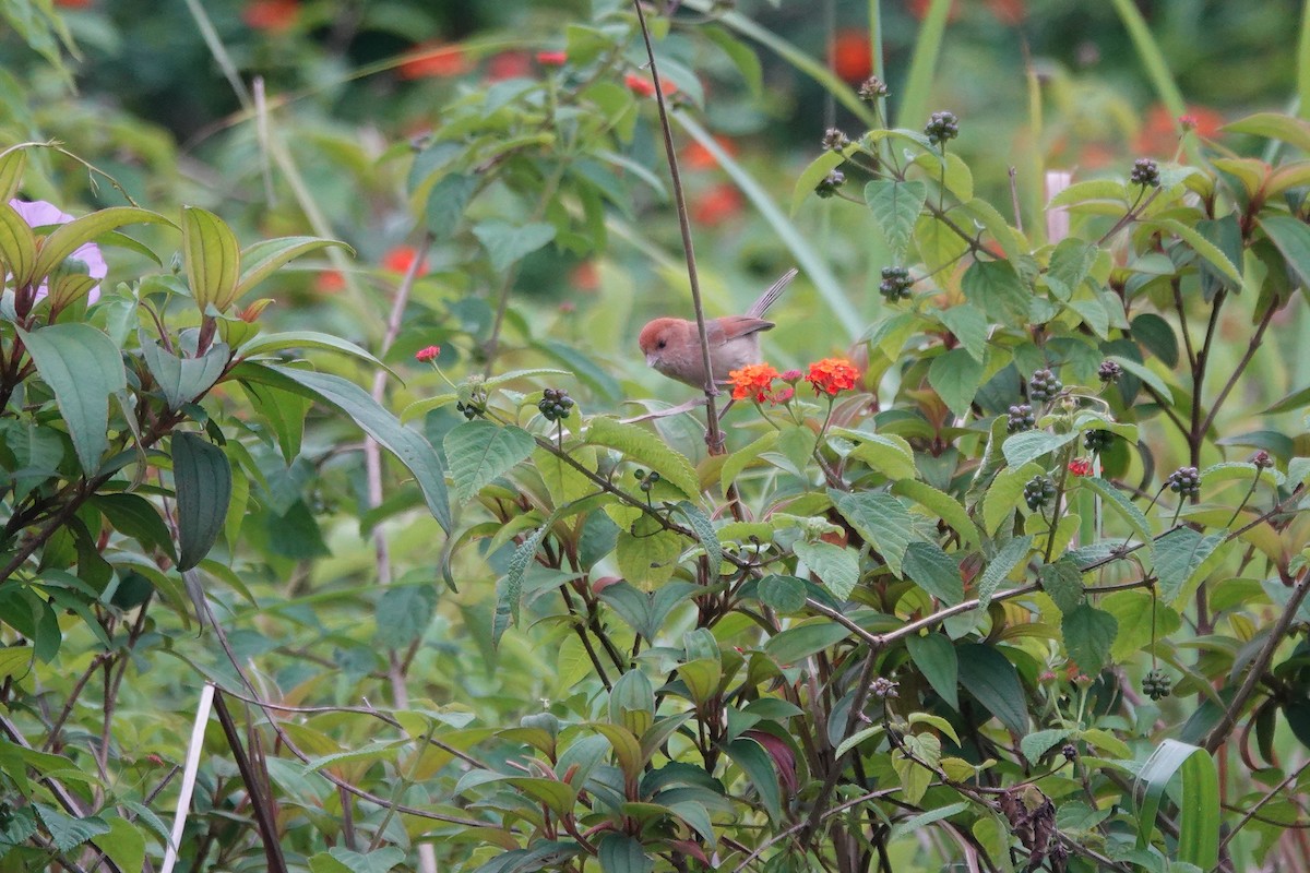 Vinous-throated Parrotbill - ML620368238