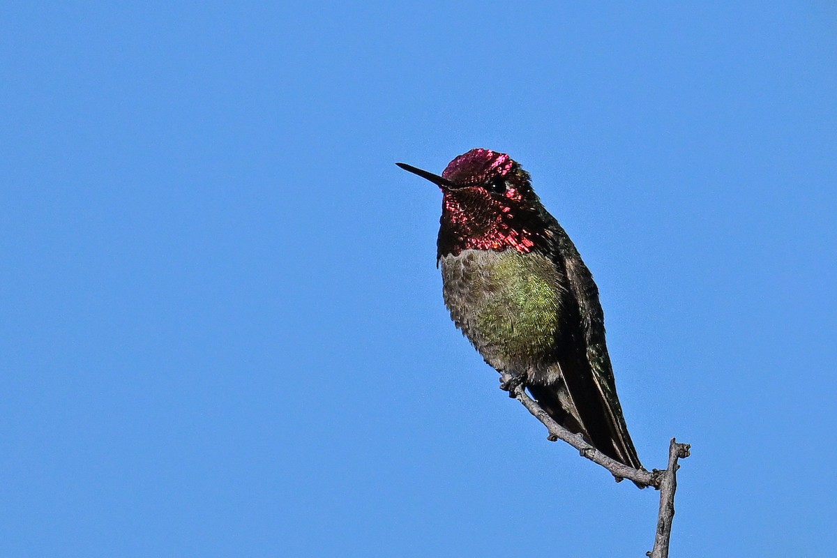 Anna's Hummingbird - ML620368240