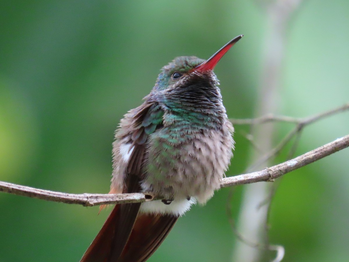 Rufous-tailed Hummingbird - ML620368246