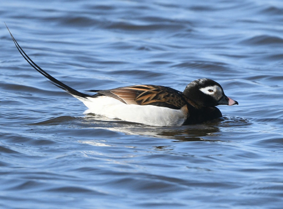 Long-tailed Duck - ML620368250