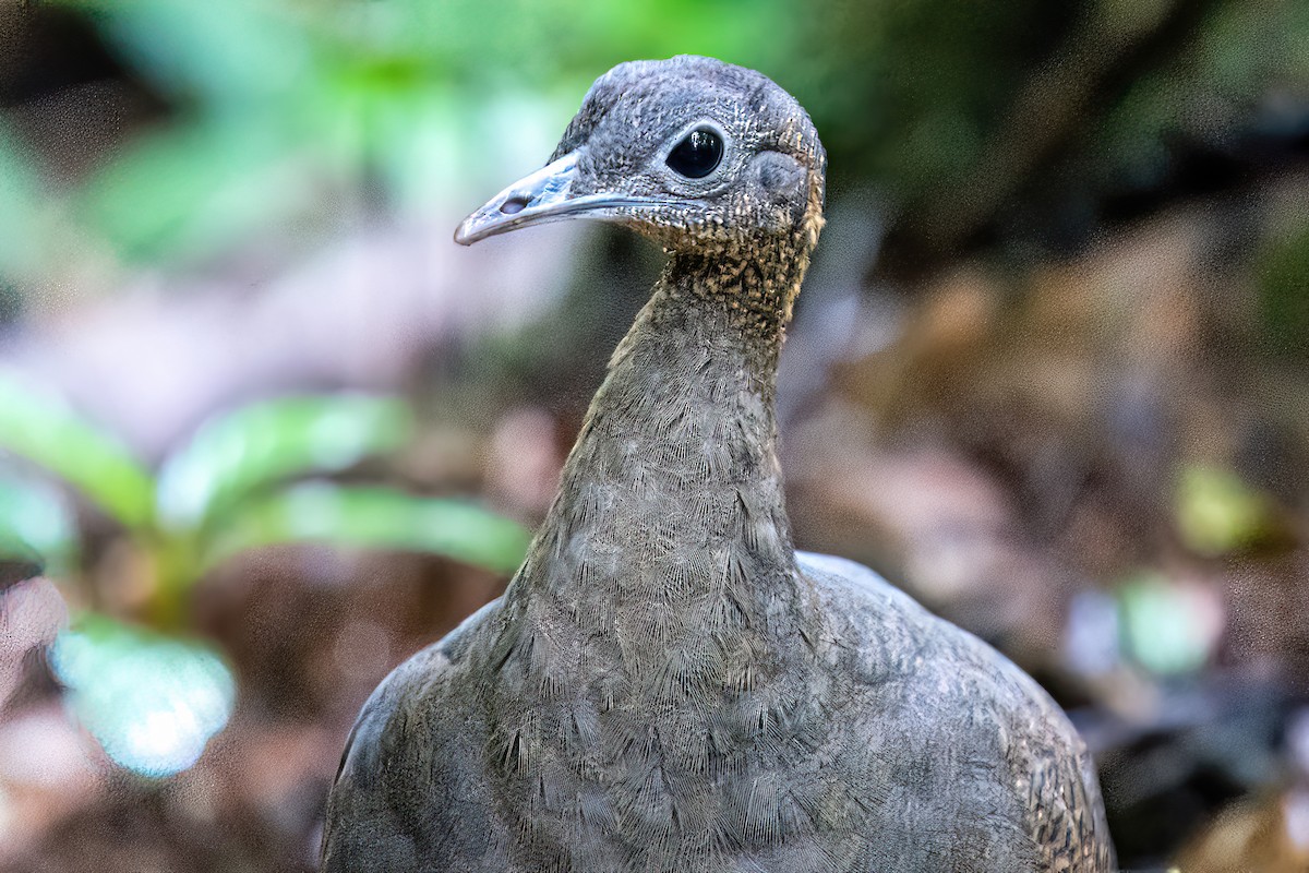 Solitary Tinamou - ML620368273