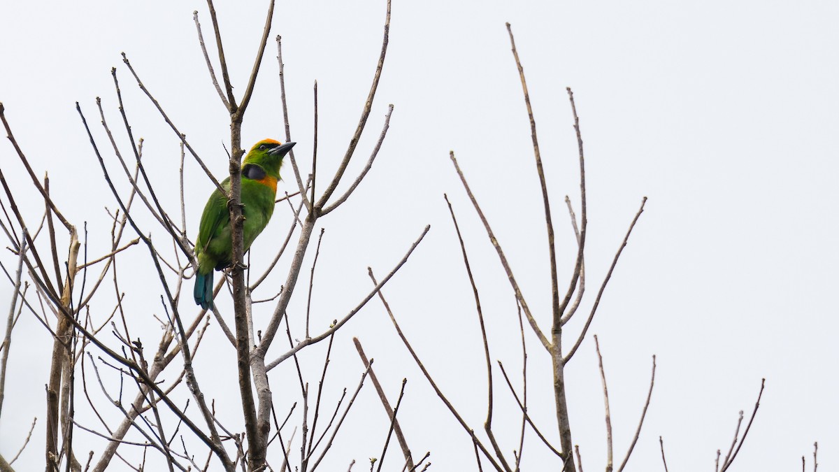 Flame-fronted Barbet - ML620368278