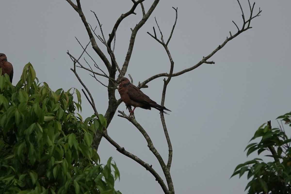 Spotted Dove - ML620368284