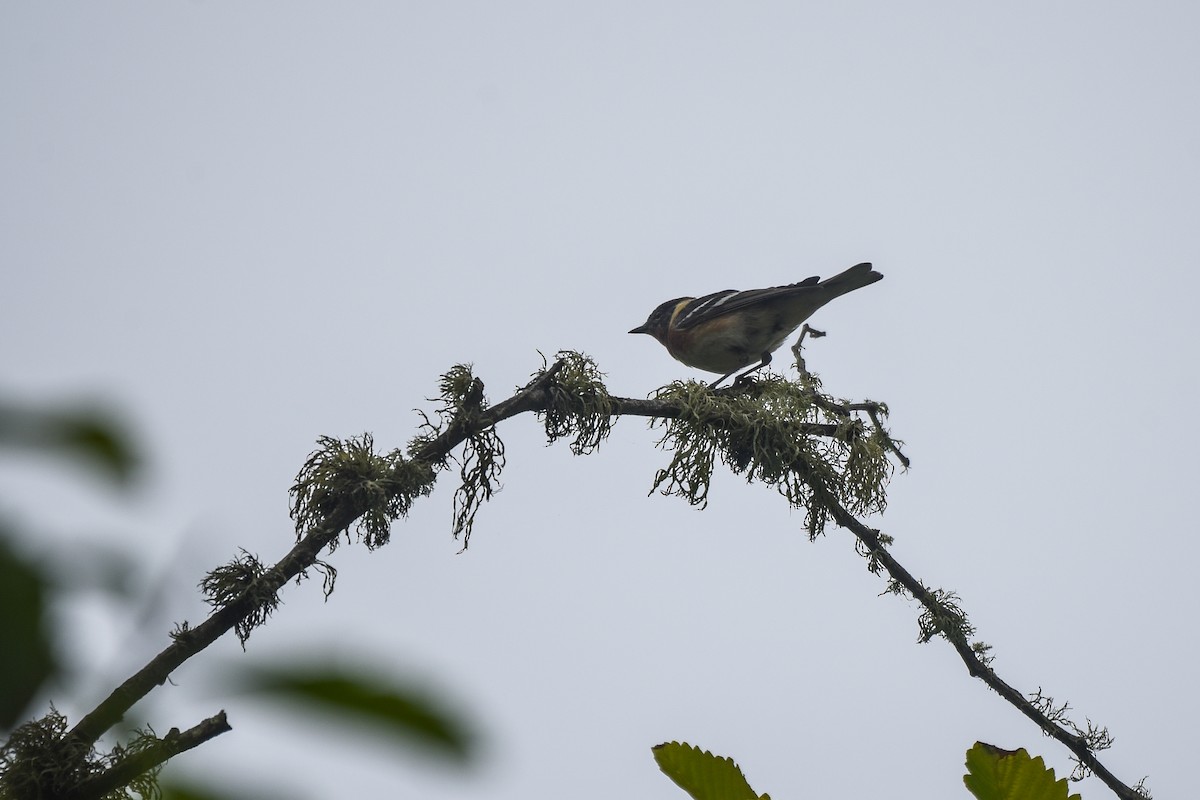 Bay-breasted Warbler - ML620368294