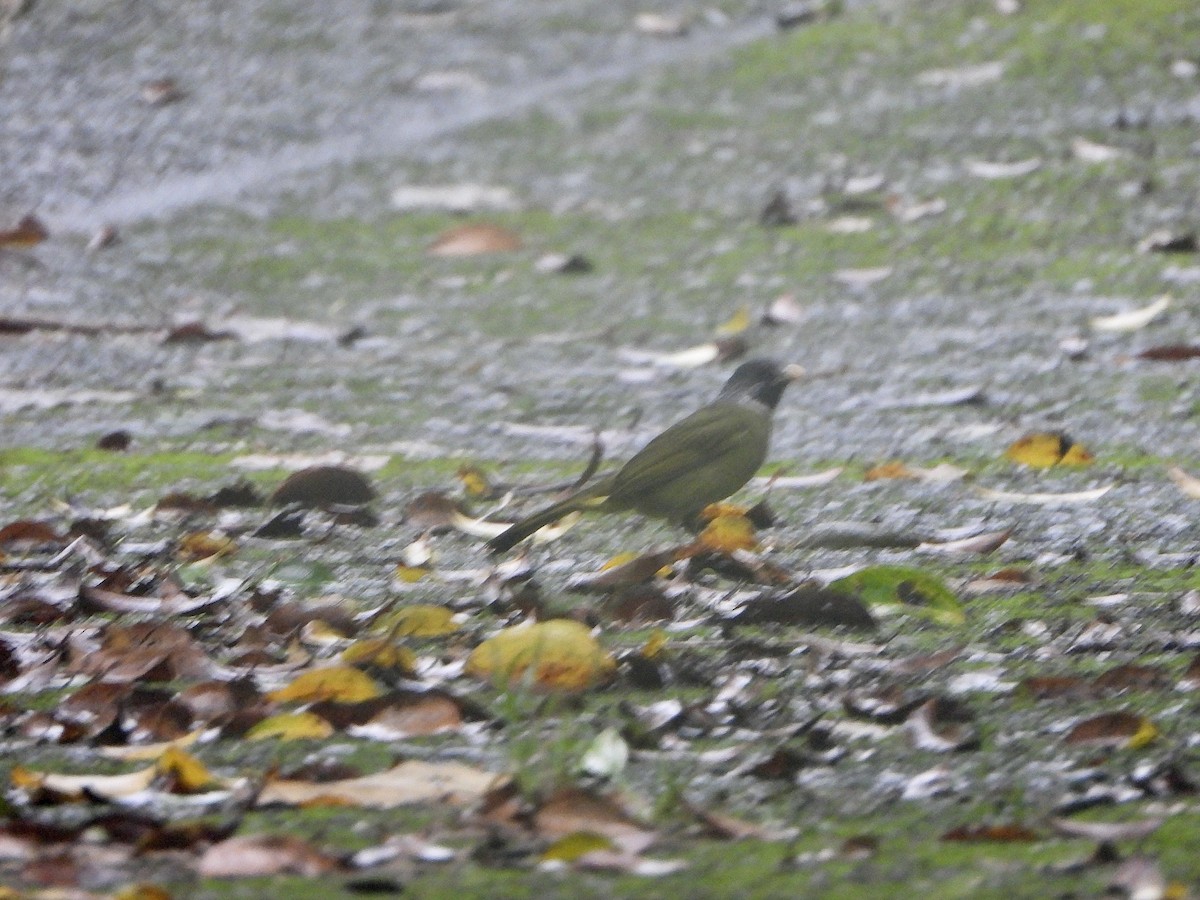 Collared Finchbill - ML620368299