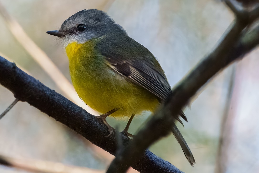 Eastern Yellow Robin - ML620368303