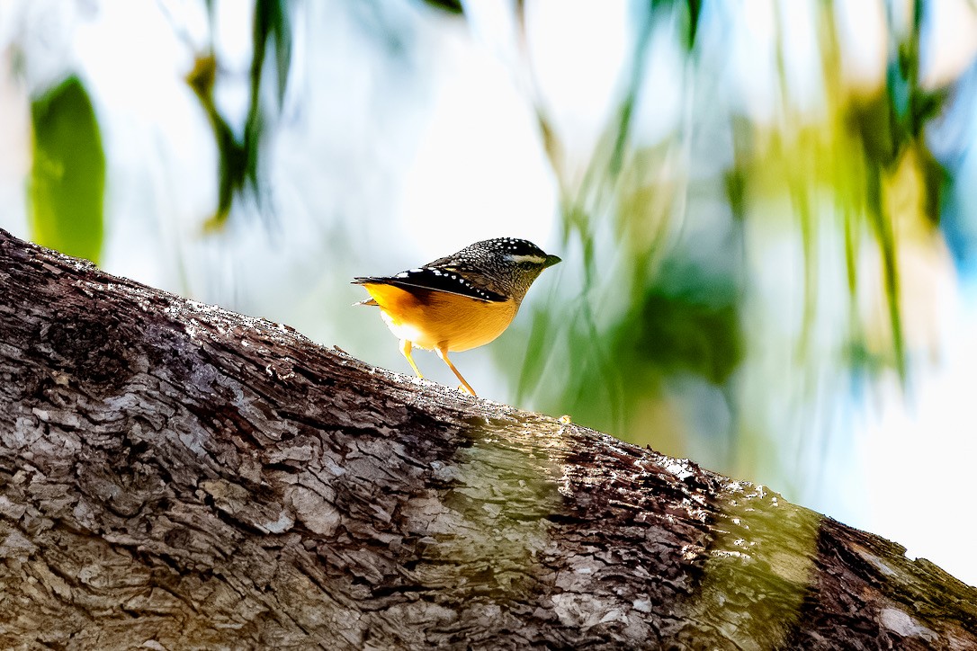 Spotted Pardalote - ML620368311